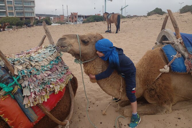 Essaouira: 2H camel/pick up and drop off including - Meeting the camels and getting comfortable