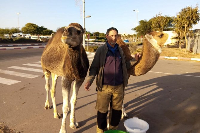 Essaouira Activities: Discover Essaouira by Quad - Argan country, dunes, and the sense of contrast