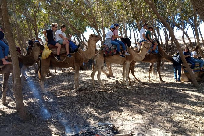 Essaouira Activities: Discover Essaouira by Quad - Who will enjoy this experience most