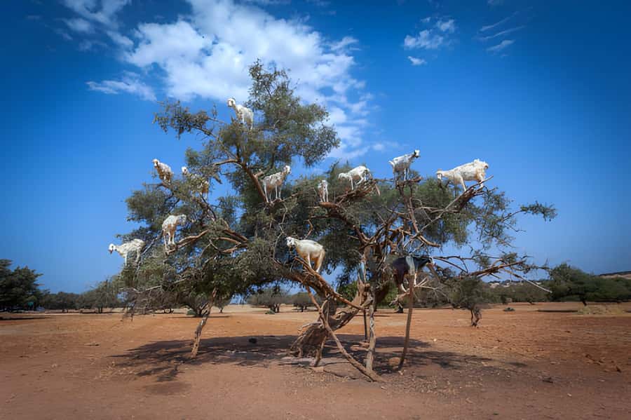Essaouira Day Trip from Agadir - The argan trees and the famous goats