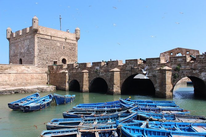 Essaouira day trip from Agadir & Taghazout - Argan trees, goats, and the women’s cooperative