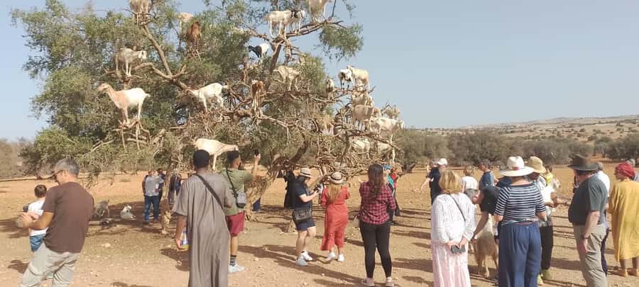 Essaouira Day Trip from Marrakech _ medina, old port - Key points at a glance