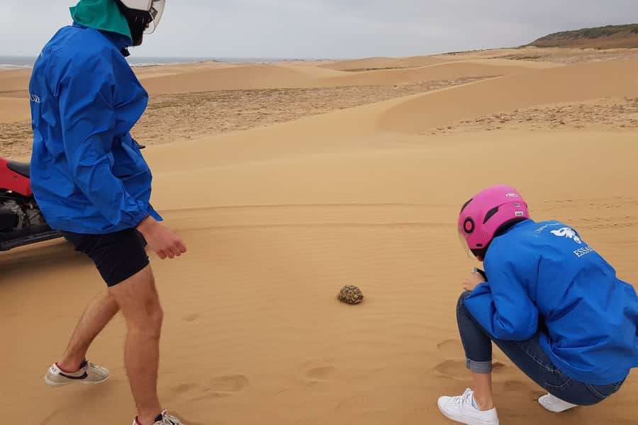 Essaouira P3: Quad tour forest beach dunes (free transfer) - Across the dunes and pine forest