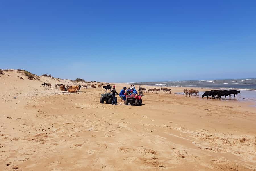 Essaouira P3: Quad tour forest beach dunes (free transfer) - Dar Sultan Palace and Bourj El Baroud