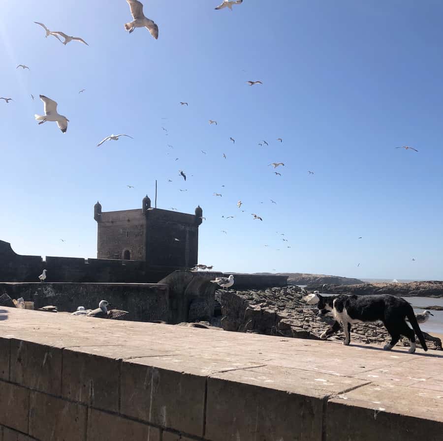 Essaouira: Private City Tour - The Scala, sea walls, and film connections
