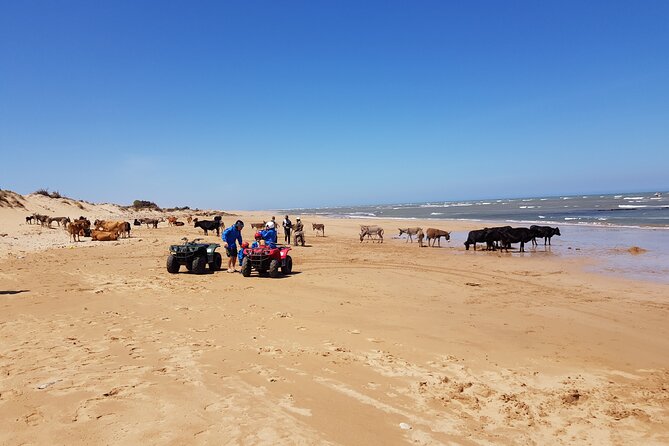 Essaouira: Quad ride / family & friends (free transfer) - Timing, Transfers, and Small Practical Details