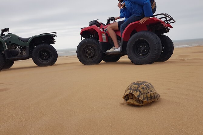 Essaouira: Quad ride / family & friends (free transfer) - Should You Book the Diana Quad Ride?