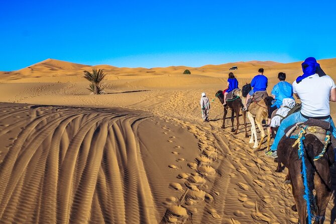 Fes to Marrakech 3 Days Desert Tour - From Fes to the cedar forest near Azrou
