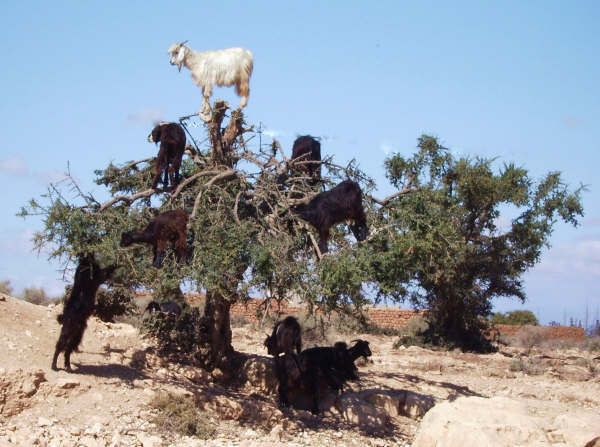 From Agadir: Half-Day Tour to Taroudant - Transport, pickup, and how the day may vary