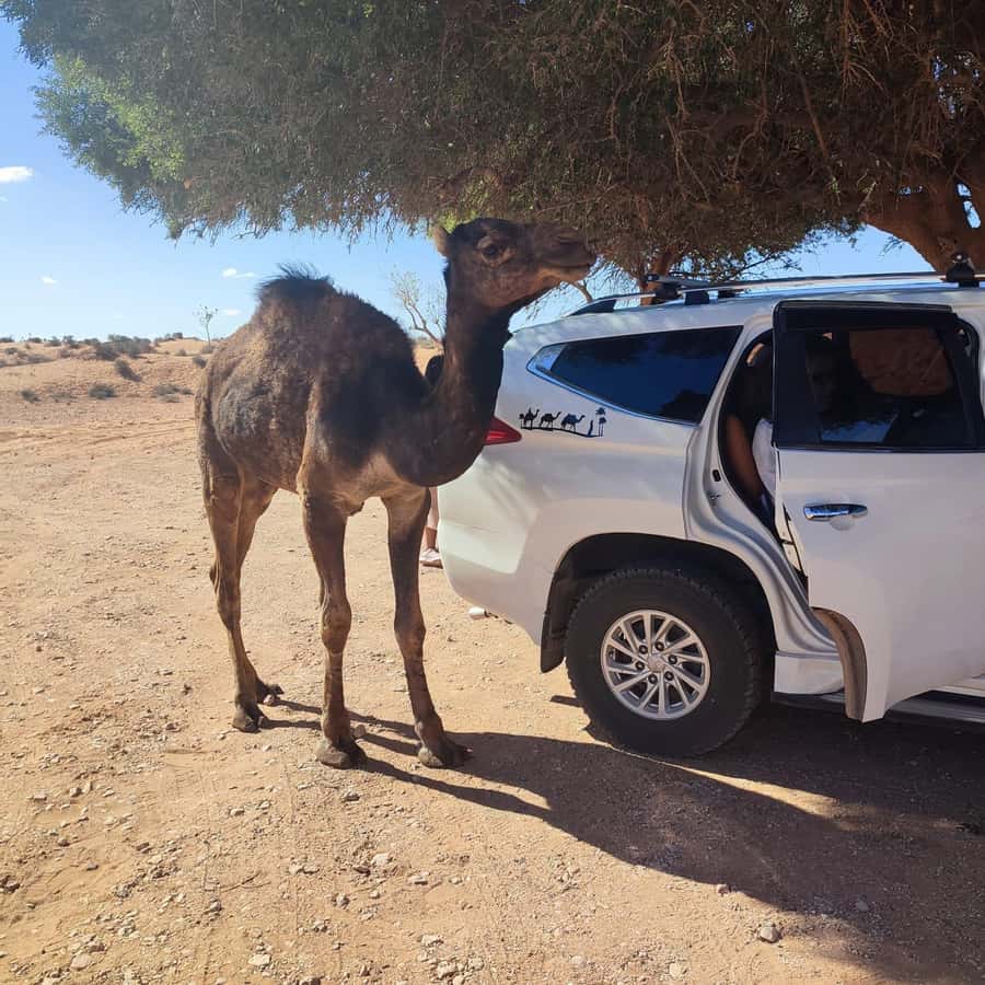 From Agadir: Mini Sahara Day Tour with Lunch - The Atlantic road and Sidi Rbat Beach