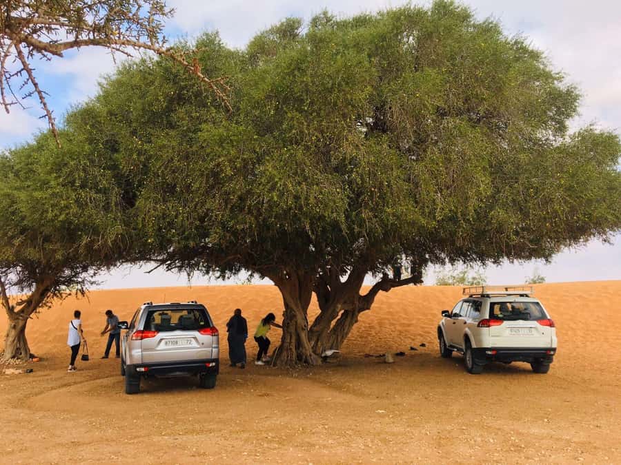 From Agadir: Mini Sahara Day Tour with Lunch - Tiznit’s old walls and medina