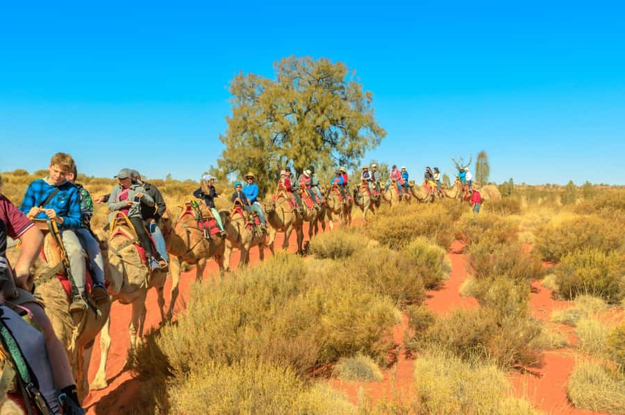 From Agadir or Taghazout: Camel Ride Berber Tour Experience - A gentle camel ride beyond Agadir’s city streets