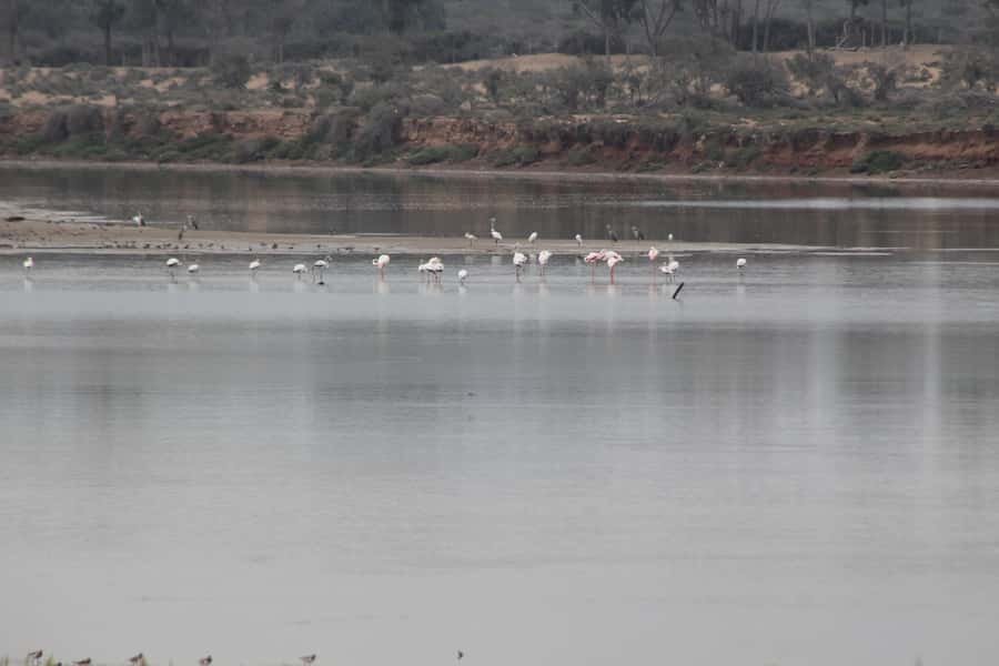 From Agadir or Taghazout: Camel Ride Berber Tour Experience - Getting there from Agadir or Taghazout
