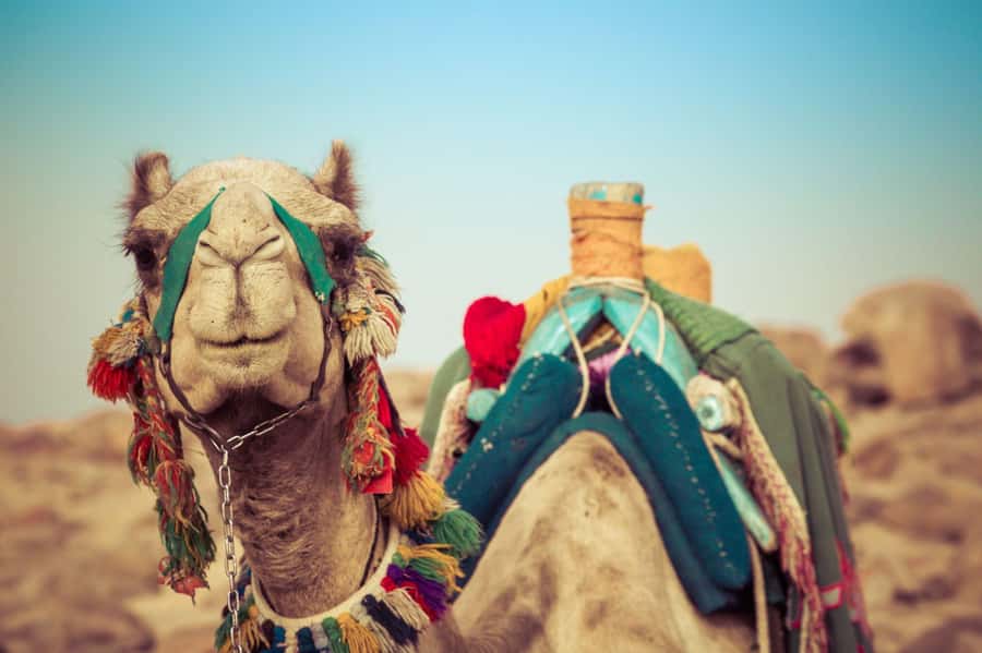 From Agadir or Taghazout: Camel Ride Berber Tour Experience - Mint tea, biscuits, and the barbecue choice