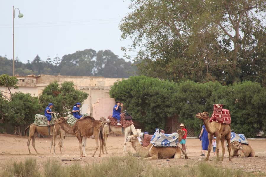 From Agadir or Taghazout: Camel Ride Berber Tour Experience - What the $27 price delivers