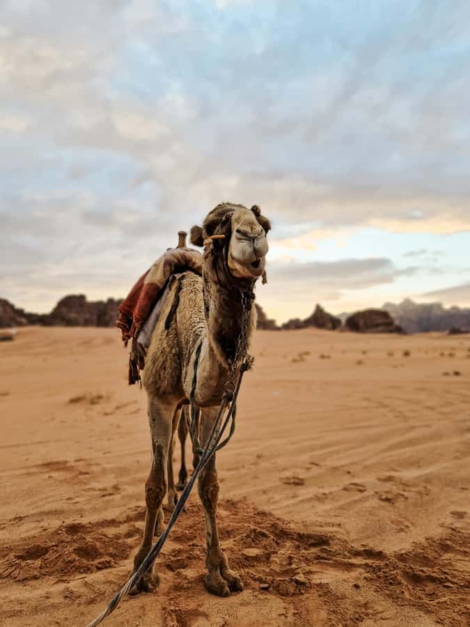 From Agadir: Sahara Desert Day Trip and Camel Ride - Should you book the Agadir Mini Sahara day trip?