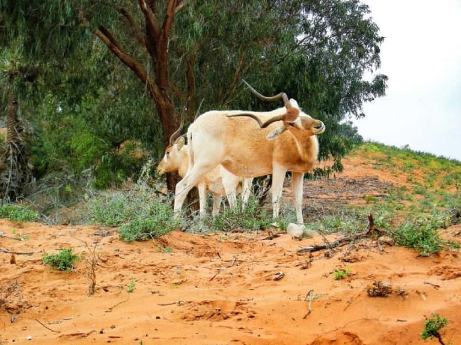 From Agadir: Souss-Massa National Park Tour with Lunch - Key points to know before booking