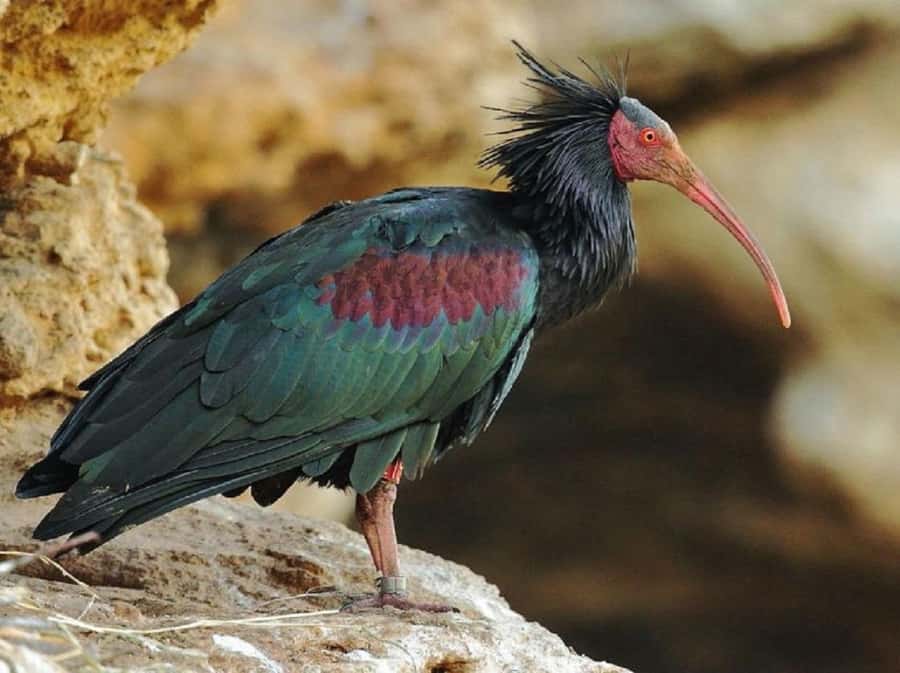 From Agadir: Souss-Massa National Park Tour with Lunch - Who should book this tour