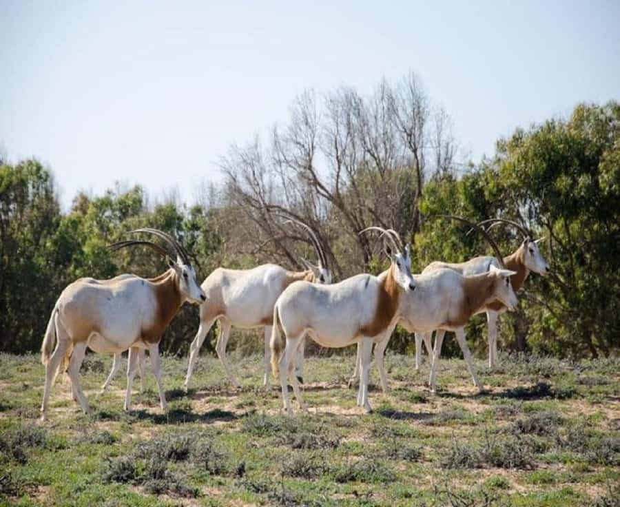 From Agadir: Souss-Massa National Park Tour with Lunch - Starting at the museum and conservation center