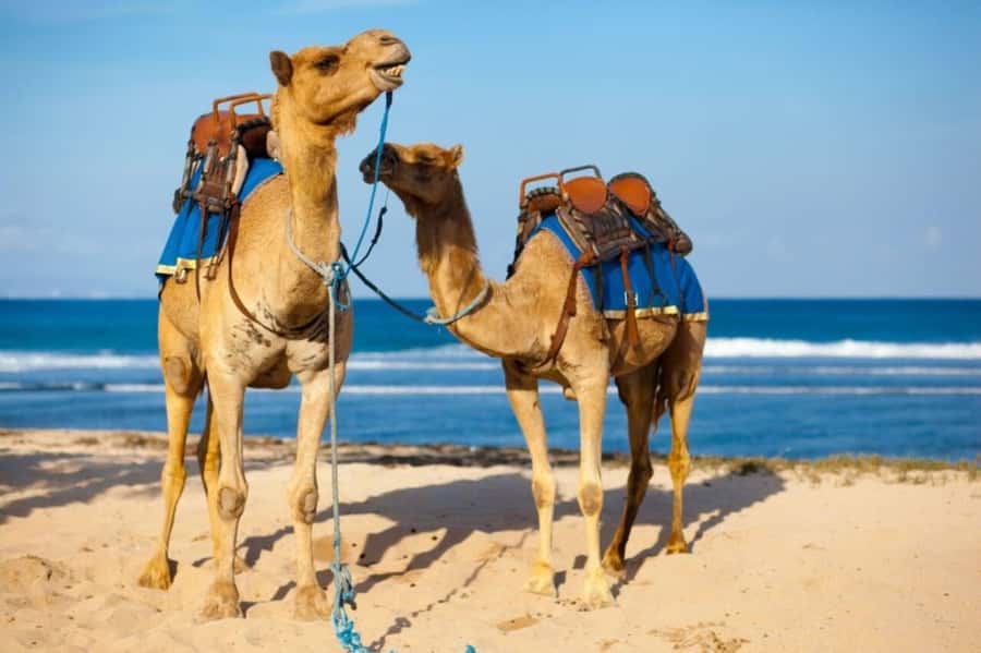 From Agadir: Souss River Camel Ride - How much riding time should you expect?