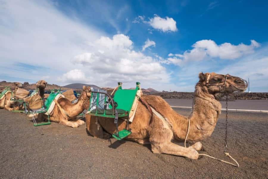 From Agadir: Souss River Camel Ride - What the $24 price includes