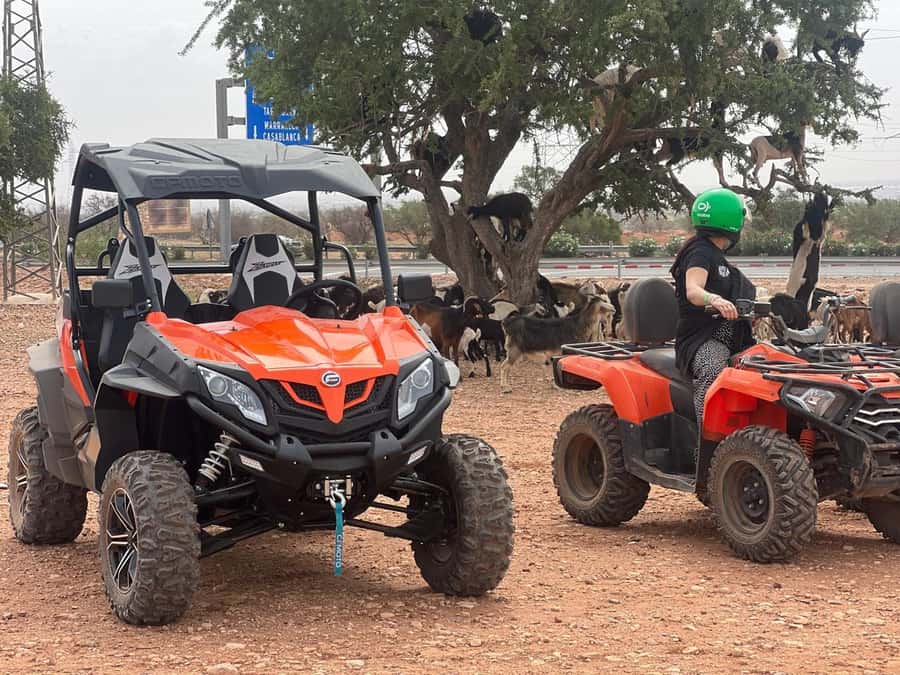 From Agadir/Taghazout: Buggy Safari Adventure & Moroccan Tea - Mint tea under a Berber tent