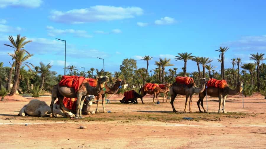 From Casablanca: Day Trip to Marrakech with Camel Ride - Lunch, Gueliz, and the long ride home