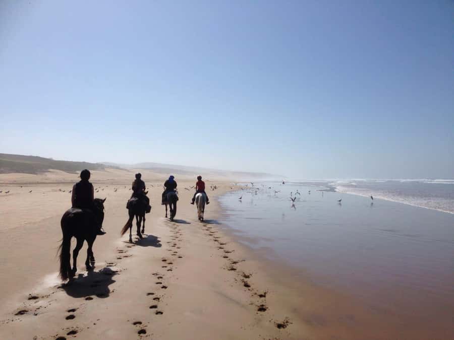 From Essaouira: 1-Hour Horse Ride - Meeting the Barb Arabian horses