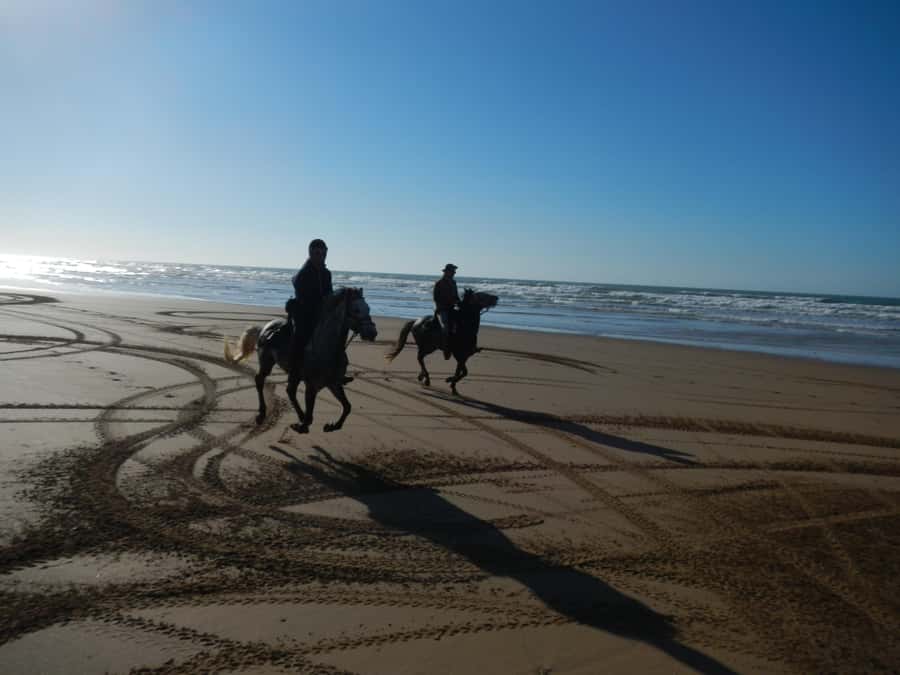 From Essaouira: Scenic Diabat Horseback Ride with Transfer - Getting matched with your Arabian-Berber horse