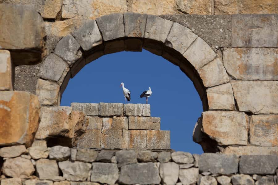 From Fes: Volubilis, Moulay Idriss and Meknes Full-Day Trip - Why Volubilis deserves the long drive from Fes