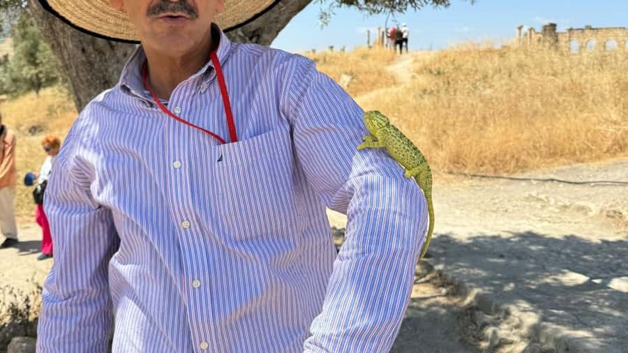 From Fez: Meknes, Volubilis and Moulay Idriss Day Trip - Key points at a glance
