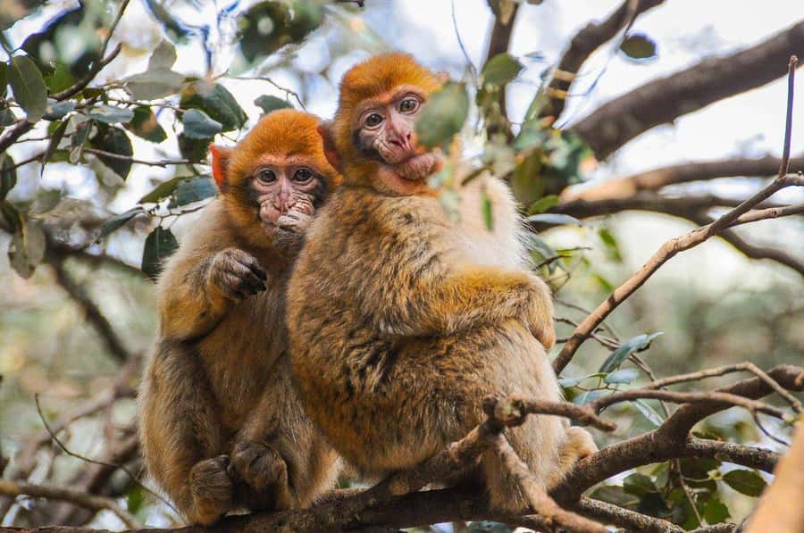 From Fez: Middle Atlas and Monkey Forest Day Trip - Key points at a glance