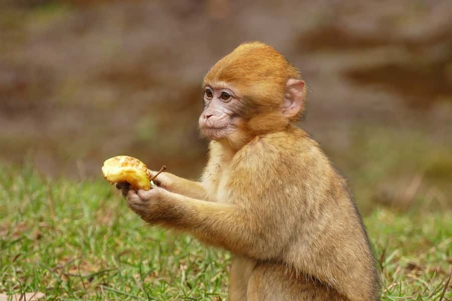 From Fez: Middle Atlas and Monkey Forest Day Trip - Tea with a family in a cave home