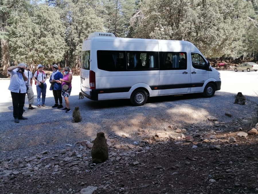 From Fez: Middle Atlas Day Trip with Ifrane National Park - Immouzar and the first look at Berber life