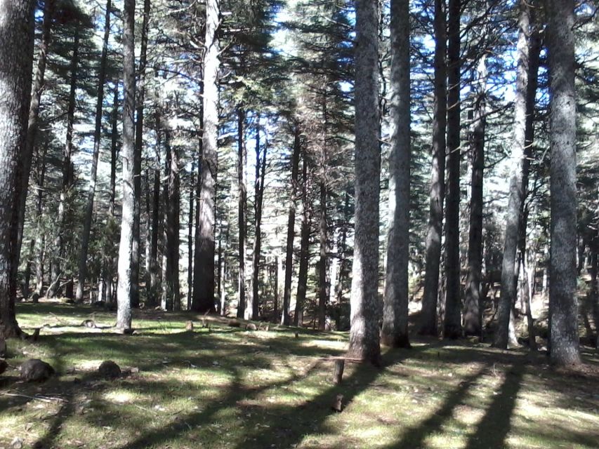 From Fez: Middle Atlas Mountains Day Trip - Azrou and the cedar forest