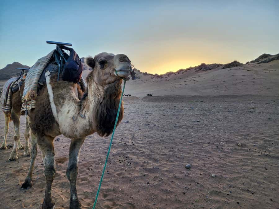 From Marrakech: 2-Days luxurious experience to Zagora Desert - Arriving at the Zagora desert camp