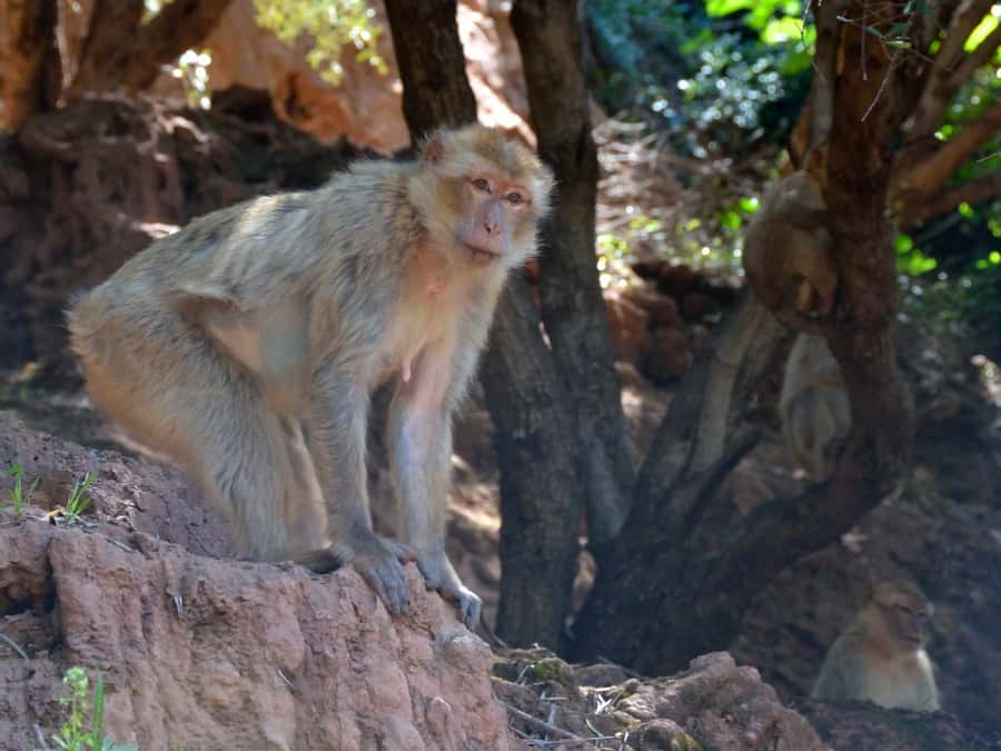 From Marrakech: A day Trip to Ouzoud waterfalls - Seeing the 110-meter Ouzoud cascade