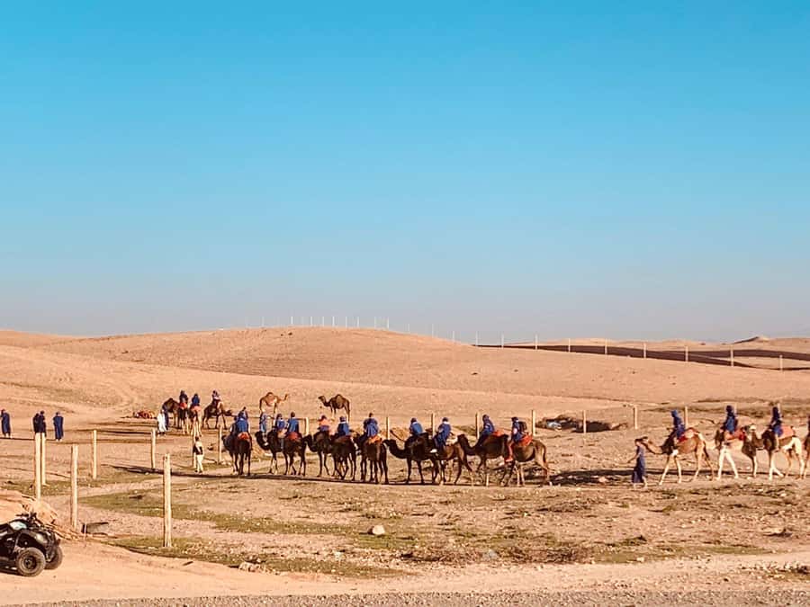 From Marrakech: Agafay Desert Sunset, Camel Ride, and Dinner - Key points at a glance