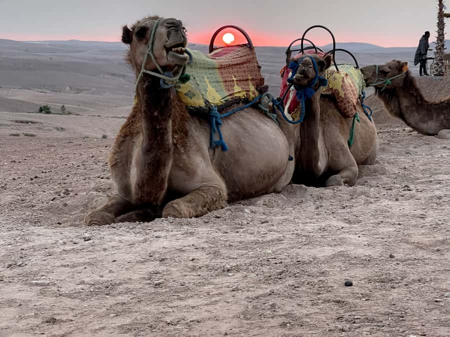 From Marrakech: Agafay Desert Sunset, Quad Biking, & Dinner - A Moroccan dinner under candlelight