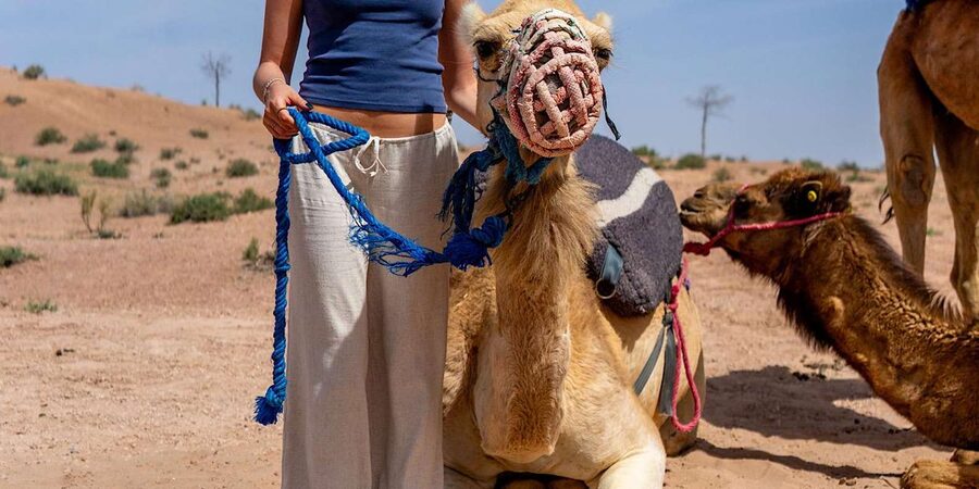 From Marrakech: Agafay Sunset Camel Tour with Dinner & Show - Berber music, dance, and the fire show