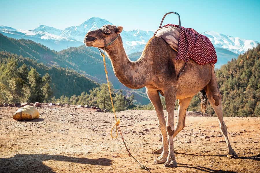 From Marrakech: Atlas Mountains Full-Day Hiking Trip w Lunch - Lunch after the walking