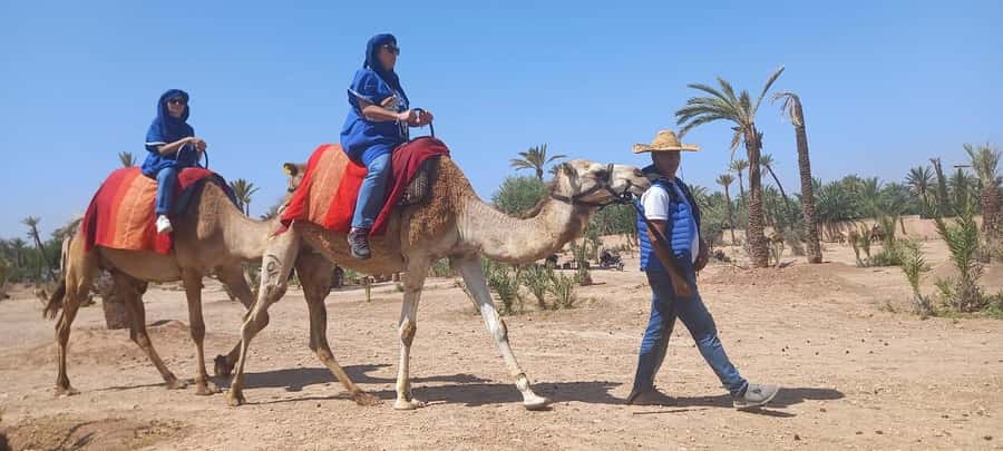 From Marrakech: Camel ride in the oasis palmeraie Grove - Key points at a glance