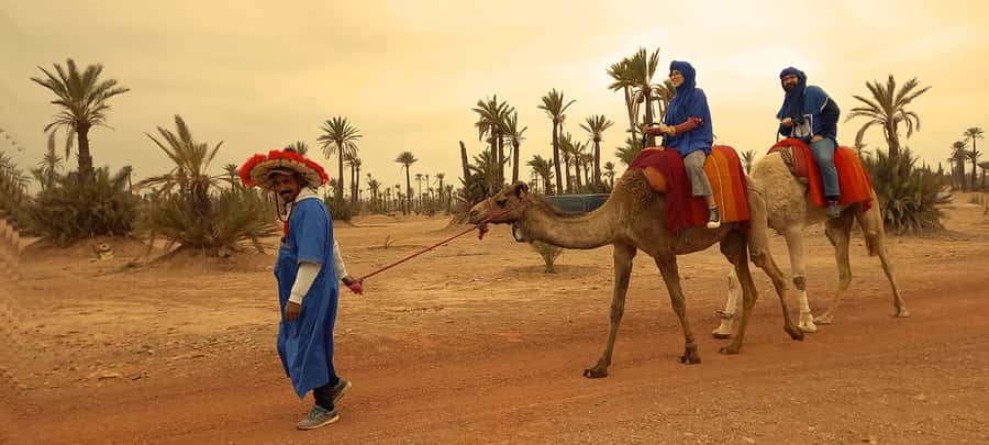 From Marrakech: Camel ride in the oasis palmeraie Grove - One hour among palms, orange trees, and gardens
