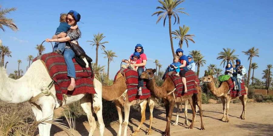 From Marrakech: Camel ride in the oasis palmeraie Grove - A Berber house and a slower cup of tea