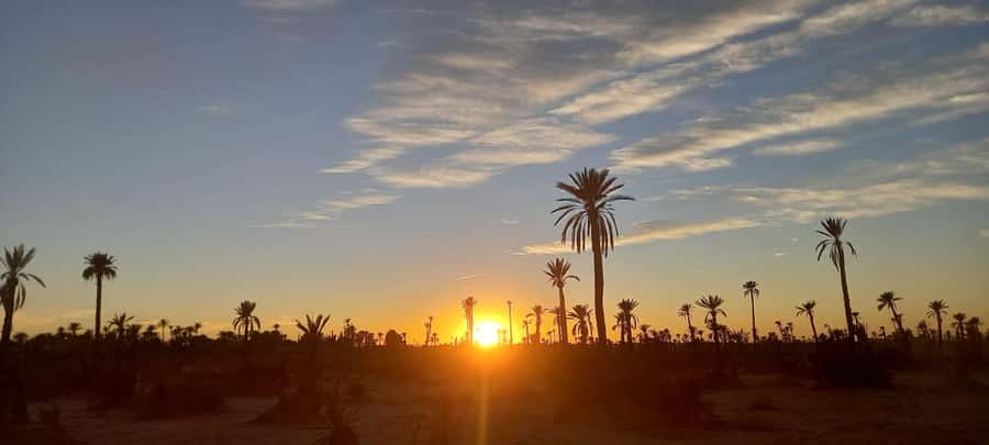 From Marrakech: Camel ride in the oasis palmeraie Grove - The guides, drivers, and family appeal