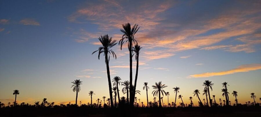 From Marrakech: Camel ride in the oasis palmeraie Grove - Who should book this experience?