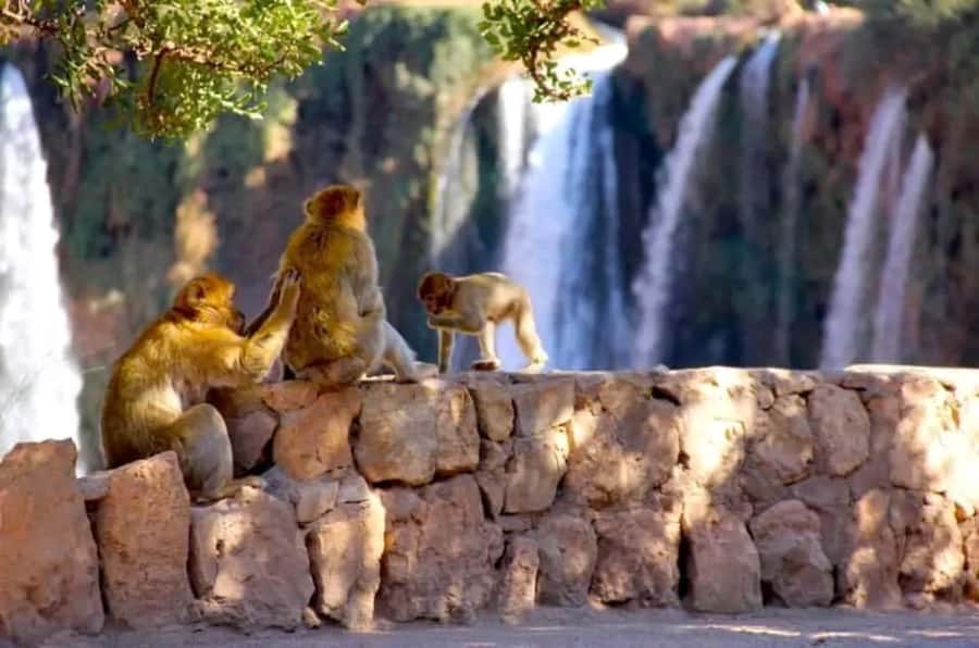From Marrakech: Day Tour to Ouzoud Waterfalls - The first view of the Ouzoud cascades