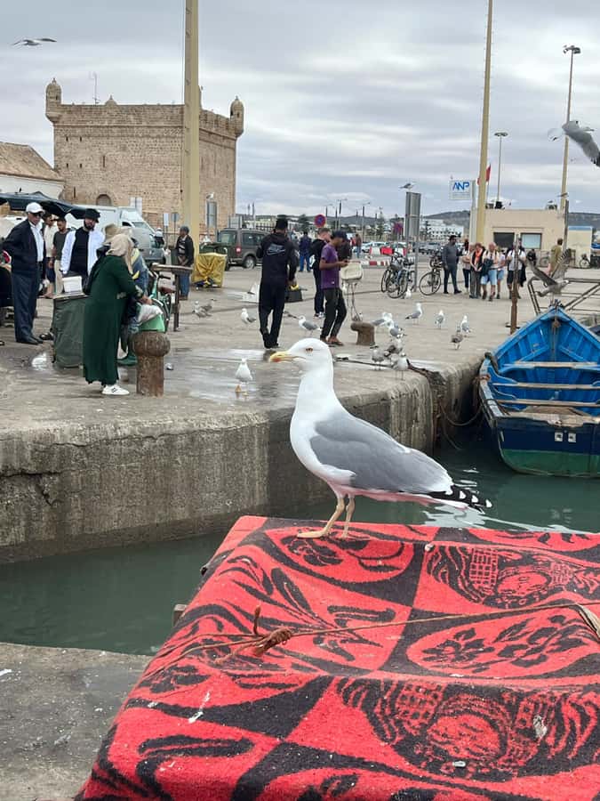 From Marrakech: Day Trip to Essaouira with Transfers - The evening return to Marrakech