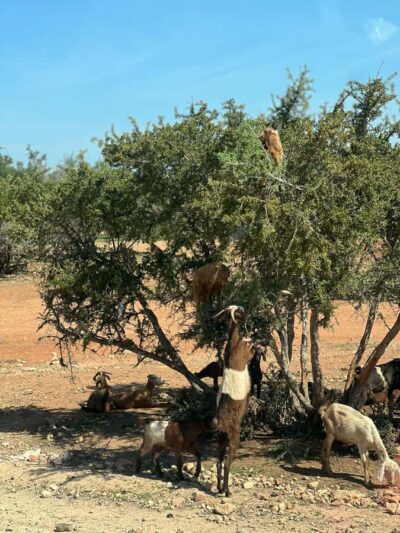 Day Trip to Essaouira with Transfers