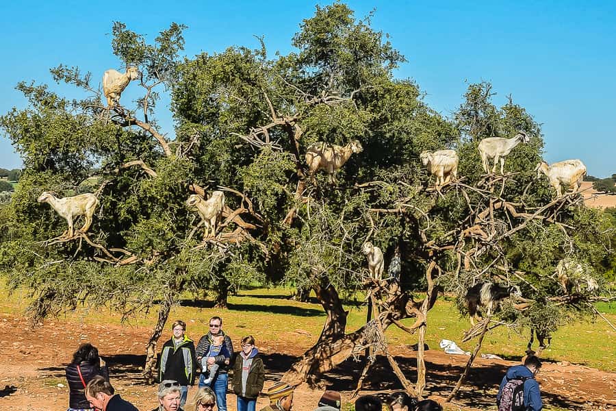 From Marrakech: Essaouira Day Tour with Optional Activities - The morning pickup and three-hour road trip